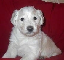 Close up - A cream with white Shepadoodle puppy is laying on a red couch and it is looking forward. It has a big black nose and round black eyes.