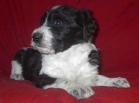 A black and white Shepadoodle puppy is laying on a red couch and it is looking to the left.