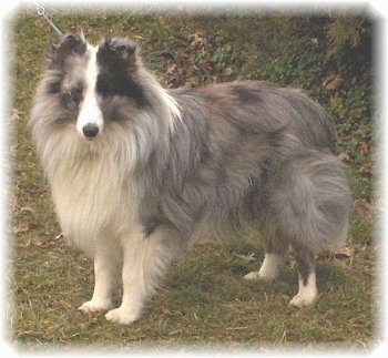 The left side of a grey with white and black Shetland Sheepdog that is standing across a grass surface and it is looking forward.