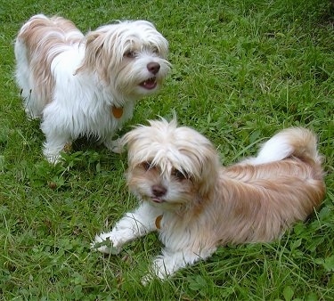 Two long coated, ShiChi puppies are standing and laying outside in grass.