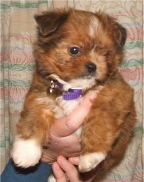 Close up - A small, fluffy brown with white ShiChi puppy is being held in the air by a persons hand.