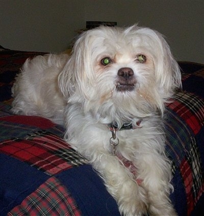 Front view - A white with tan ShiChi is laying at the edge of a bed, it is looking up and forward. The dog has an underbite and one of its bottom teeth are showing.