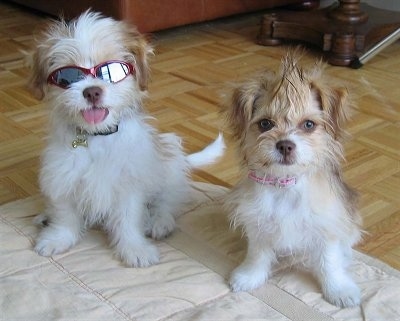 Two ShiChi puppies are sitting on a blanket and they are looking forward. The left one is wearing sunglasses and sticking its tongue out. The right one has its hair spiked up and is looking forward.