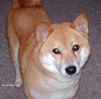 Close up - A brown with white Shiba Inu is standing on a carpet and it is looking up. It has a thick coat, small perk ears and a black nose.