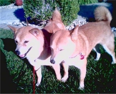 Two brown with white Shiba Inus are standing in grass, they are looking to the left and they are looking down. The dogs look like red foxes.