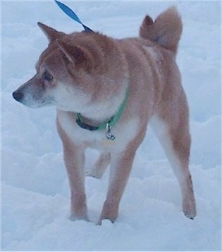 Front view - A brown with white Shiba Inu is standing outside in snow and it is looking to the left. The dog has a thick coat.