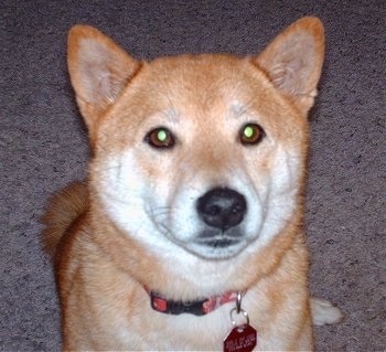 Close up head shot - A foxy looking brown with white Shiba Inu is sitting on a carpet and it is looking up.