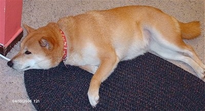 The right side of a thick coated, brown with white Shiba Inu that is laying across a rug on top of a carpet.