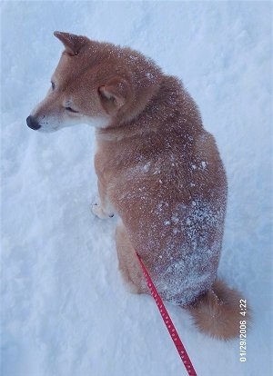 The back of a brown with white Shiba Inu that is sitting in snow, it is looking to the left and there is snow along its back.