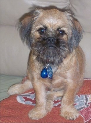 Close up front view - A tan with black Shiffon dog is sitting on a rug in front of a couch and it is looking forward. The dog has longer hair on its face and ears and it looks like a monkey.