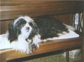 A longhaired, black and white Shih-Apso dog is laying across a wooden piano bench looking to the right.