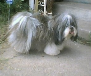 The right side of a long, thick-coated, grey with white Shih Apso dog that is standing across a concrete step, it is looking to the right, its mouth is open and its tongue is out. It looks like a small sheepdog with the hair on its face covering up its eyes. Its tail is curled up over its back with long fringe hair.