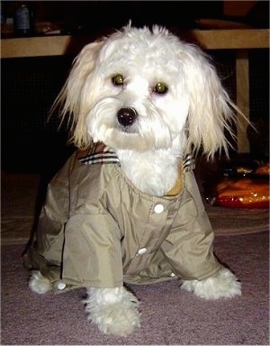 Close up - A white Shih-Mo is wearing a green jacket, it is sitting on a carpet, it is looking to the left and its head is slightly tilted to the right. It has longer straight hair on its ears and a thick wavy coat with round eyes and a black nose.