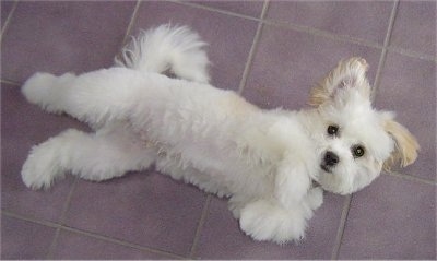 Top down view of a soft looking white Shih-Mo puppy that is laying on its back stretched out across a tiled floor and it is looking up. Its body is white and its ears are tan.
