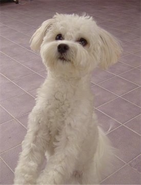 A wavy coated, soft looking, white Shih-Mo is standing up against a surface, its hind legs are on a tiled floor and it is looking up.