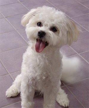 A happy-looking, white with tan Shih-Mo dog is sitting on a tiled floor and it is looking up. Its mouth is open and tongue is out. Its head is tilted to the right, its eyes are wide and round and its coat is shaved, but thick and wavy.