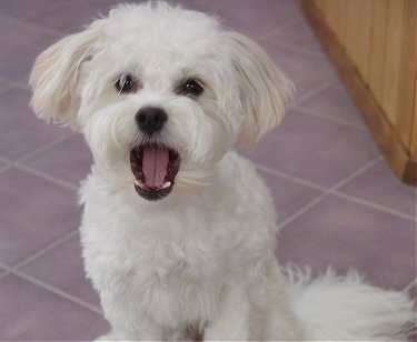 Close up - A white Shih-Mo is sitting on a tiled floor, it is looking forward and its mouth is open. It has longer hair on its ears.