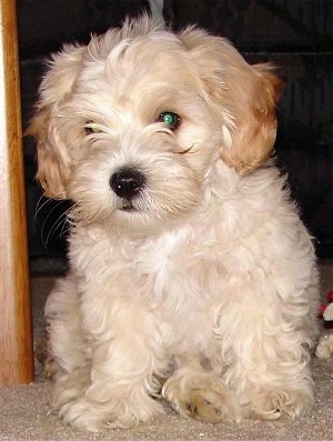 A small wavy-coated tan with white Shih-Tzu/Malti-poo puppy is sitting on a carpet and it is looking forward.