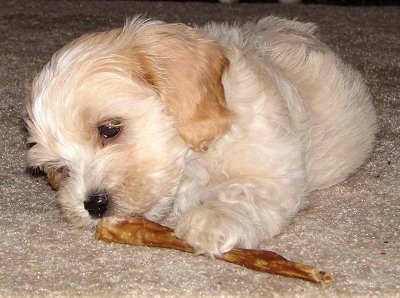 A medium-haired tan with white Shih-Tzu/Malti-poo mix puppy is laying down on a carpet and it is biting at a bully stick bone.
