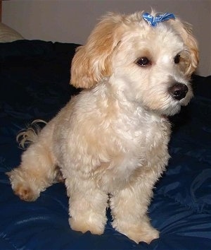 A tan with white Shih-Tzu/Malti-poo cross puppy is sitting on a blue pillow and it is looking to the right. It has a blue bow in its hair. Its coat is shaved shorter with longer hair on its ears and tail.