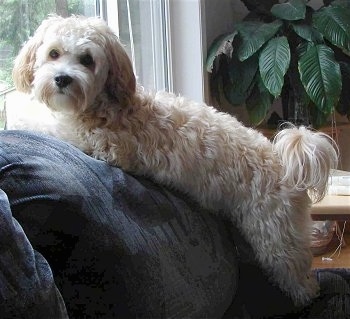 Side view - A tan with white Shih-Tzu/Malti-poo mix is laying across the back of a blue couch in front of a window looking towards the camera.
