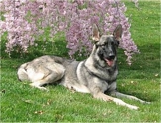 A black and grey with tan short haired Shiloh Shepherd dog laying in grass looking to the right panting and it is laying under a tree.