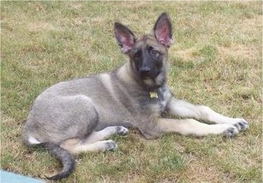 A black and grey with tan short haired Shiloh Shepherd puppy is laying on grass and it is looking to the left.