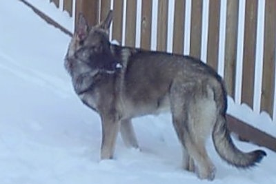 The left side of a black and grey with tan short haired coated Shiloh Shepherd is standing in snow and there is a wooden fence behind it.