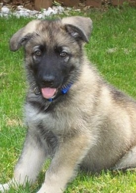 Close up - A fluffy black and grey with tan smooth coated Shiloh Shepherd puppy is sitting in grass, it is looking forward, its mouth is open and its tongue is sticking out. The pups ears are hanging down to the sides.