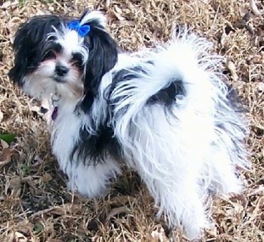 The back of a long-haired Shiranian that is standing in brown grass. It has a blue ribbon in its top knot.