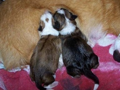 Topdown view of Two Shorgi puppies laying on there mother nursing.