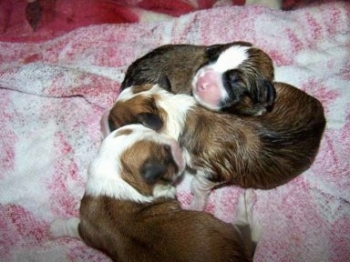 A litter of three newborn Shorgi puppies are laying on top of each other. Their eyes are still closed.