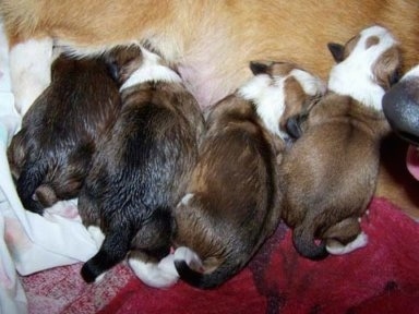 Topdown view of a litter of 4 Shorgi puppies nursing.