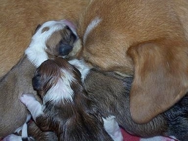 Close up - A litter of Shorgi puppies that are laying in a pile and on the muzzle of a Pembroke Welsh Corgi.