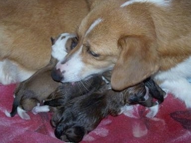 A tan with white Pembroke Welsh Corgi has its head on top of a pile of Shorgi puppies