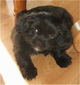 Topdown view of a little black Shorkie Tzu that is sitting on a hardwood floor, under a table and it is looking up. Its eyes are looking to the left.