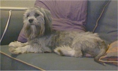 The left side of a grey with white Shorkie Tzu dog that is laying across a couch and it is looking forward. It has longer hair on its head and ears.