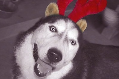 Close up - Topdown view of a black and white Siberian Husky that is wearing reindeer antlers, it is looking up and it looks like it is smiling.