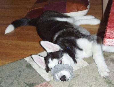 A black and white with grey Siberian Husky is laying across a rug on its right side and it has its mouth inside of a gray armband.