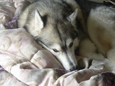 A grey and white with black Siberian Husky is laying down on a bed and it is looking forward. The dog has golden brown eyes.