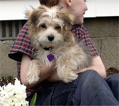 Front view - A longhaired, soft looking, brown and tan Silkchon puppy is looking forward as it is being held in the lap of a boy that is sitting outside.