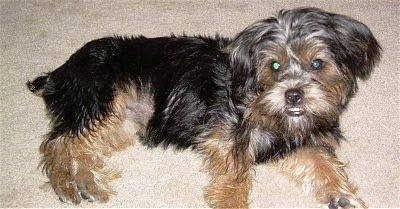 Side view - A soft looking, black and tan Silky Tzu puppy is laying on a carpet on its left side and it is looking up and forward. The dog has an underbite and its bottom row of teeth are showing. It has round eyes and a black nose and black lips.