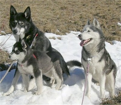 Three sled dogs are sitting in a small pile of snow, in a field of grass and they are all looking to the left.