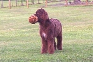 A chocolate with white Springerdoodle puppy is standing in a field and it is looking to the left. It has a large toy in its mouth.