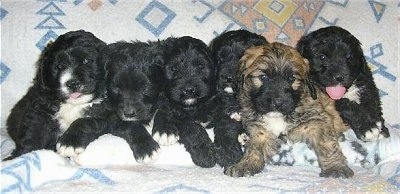 A litter of 6 Saint Berdoodle puppies are lined up in a row laying against the back of a bed and they are all looking forward. Five of the dogs are black adn white and one is tan with black and a tuft of white.