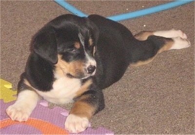 A little tricolor black with tan and white St. Weiler puppy is laying across a carpet, its front paws are on top of a puzzle toy and it is looking to the right.