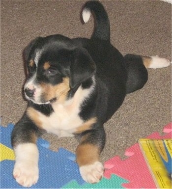 A small, tricolor black with tan and white St. Weiler puppy is laying on a carpet, its front paws are on top of a puzzle mat and it is looking to the left.