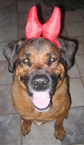 A thick, black and red St. Weiler dog wearing devil ears on its head sitting on a tiled floor looking up, its mouth is open and it looks like it is smiling.