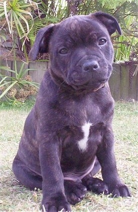 Front view - A wide, muscular, dark brown, brindle with white Staffordshire Bull Terrier puppy sitting in grass looking forward with its head slightly tilted to the left.