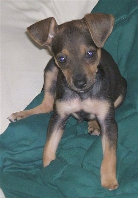Front view - A black with tan and white Taco Terrier puppy is sitting on a green blanket and it is looking forward. It has v-shaped ears that hang down to the front, a black nose and small paws.